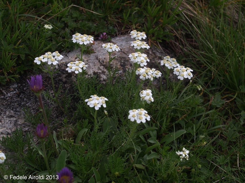 Image of Achillea erba-rotta subsp. moschata (Wulfen) Vacc.