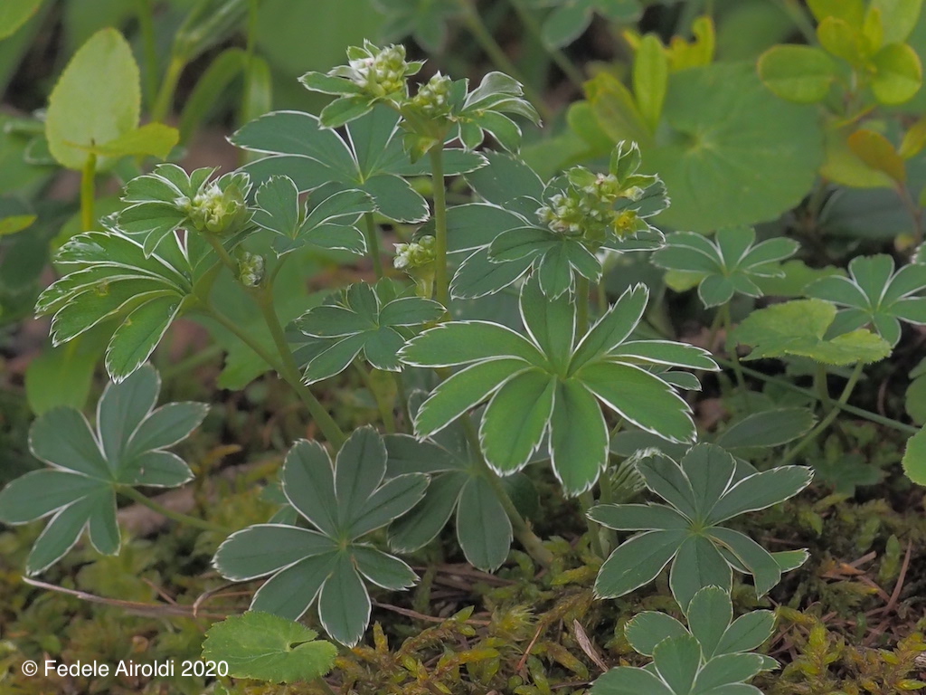 Image of Alchemilla alpina L.