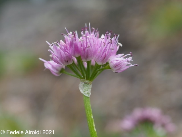 Image of Allium lusitanicum Lam.