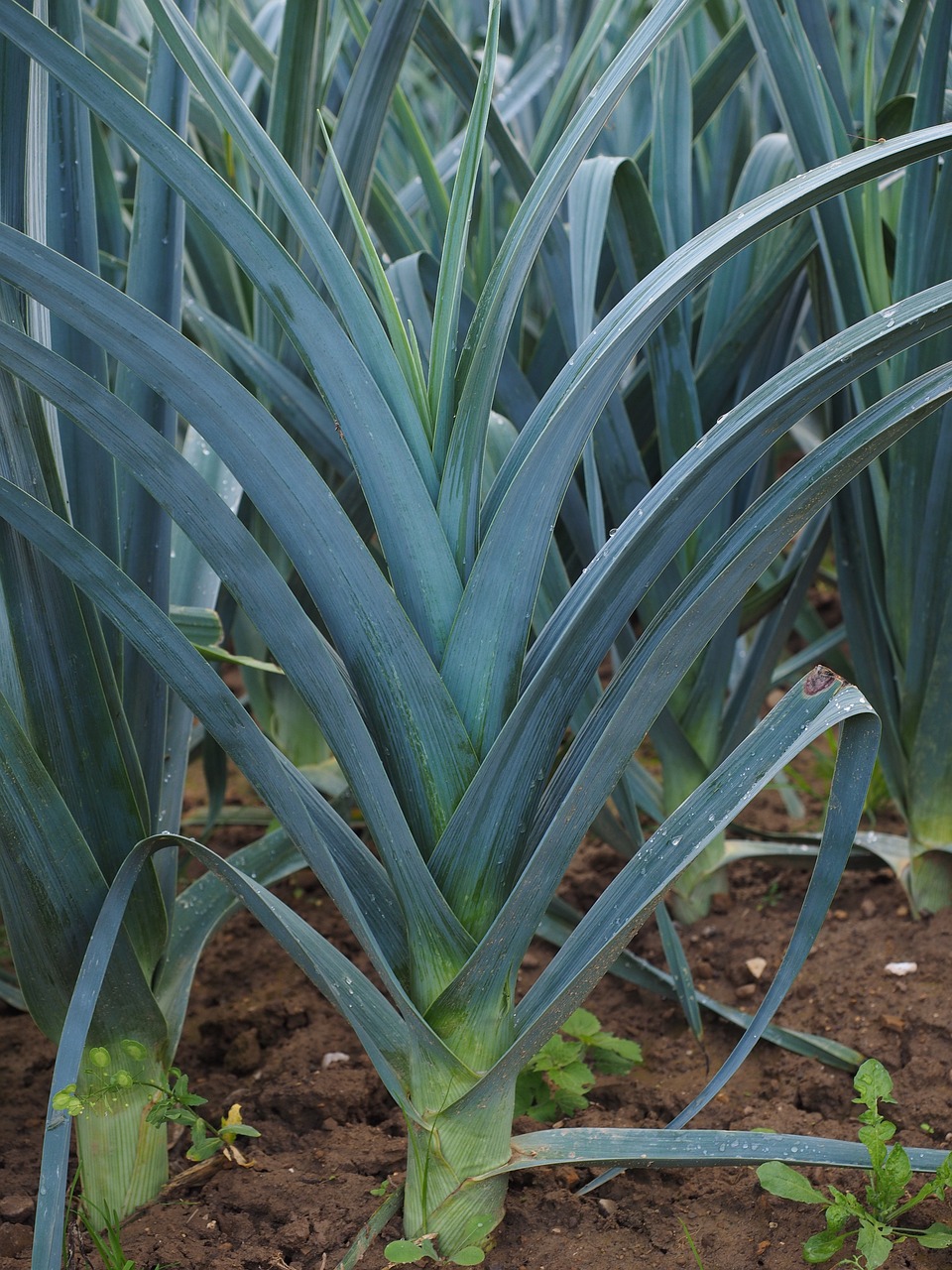 Image of Allium porrum L.