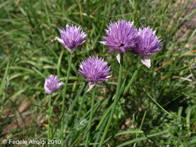 Image of Allium schoenoprasum L.