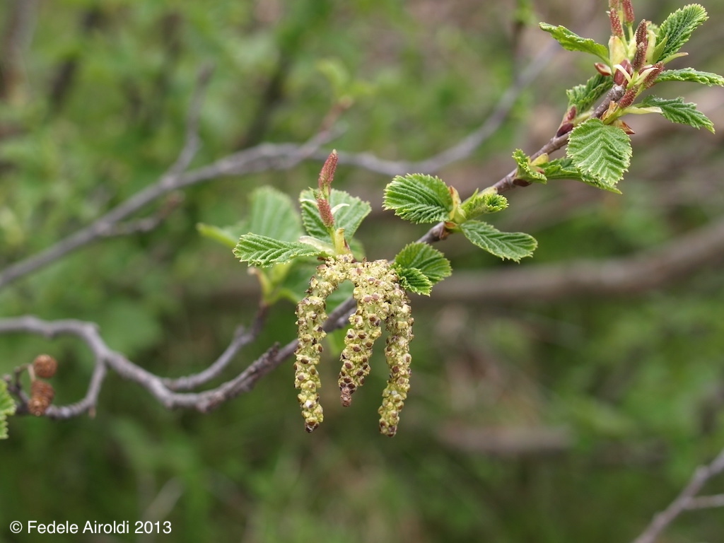 Image of Alnus viridis - Alnus alnobetula subsp. alnobetula