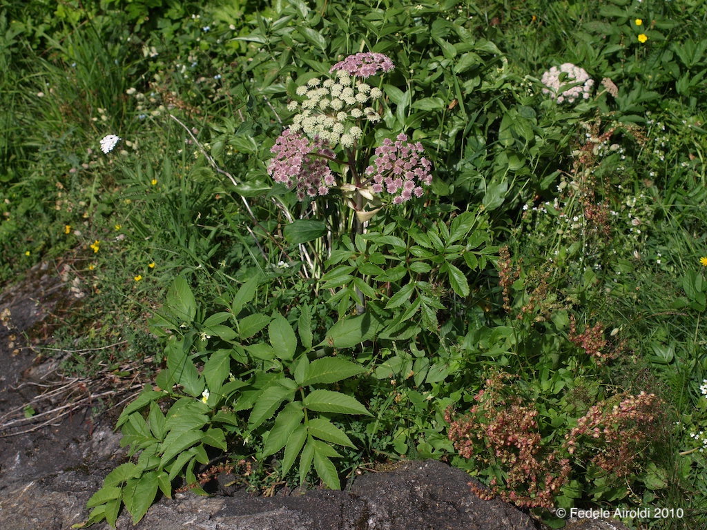 Image of Angelica sylvestris L.