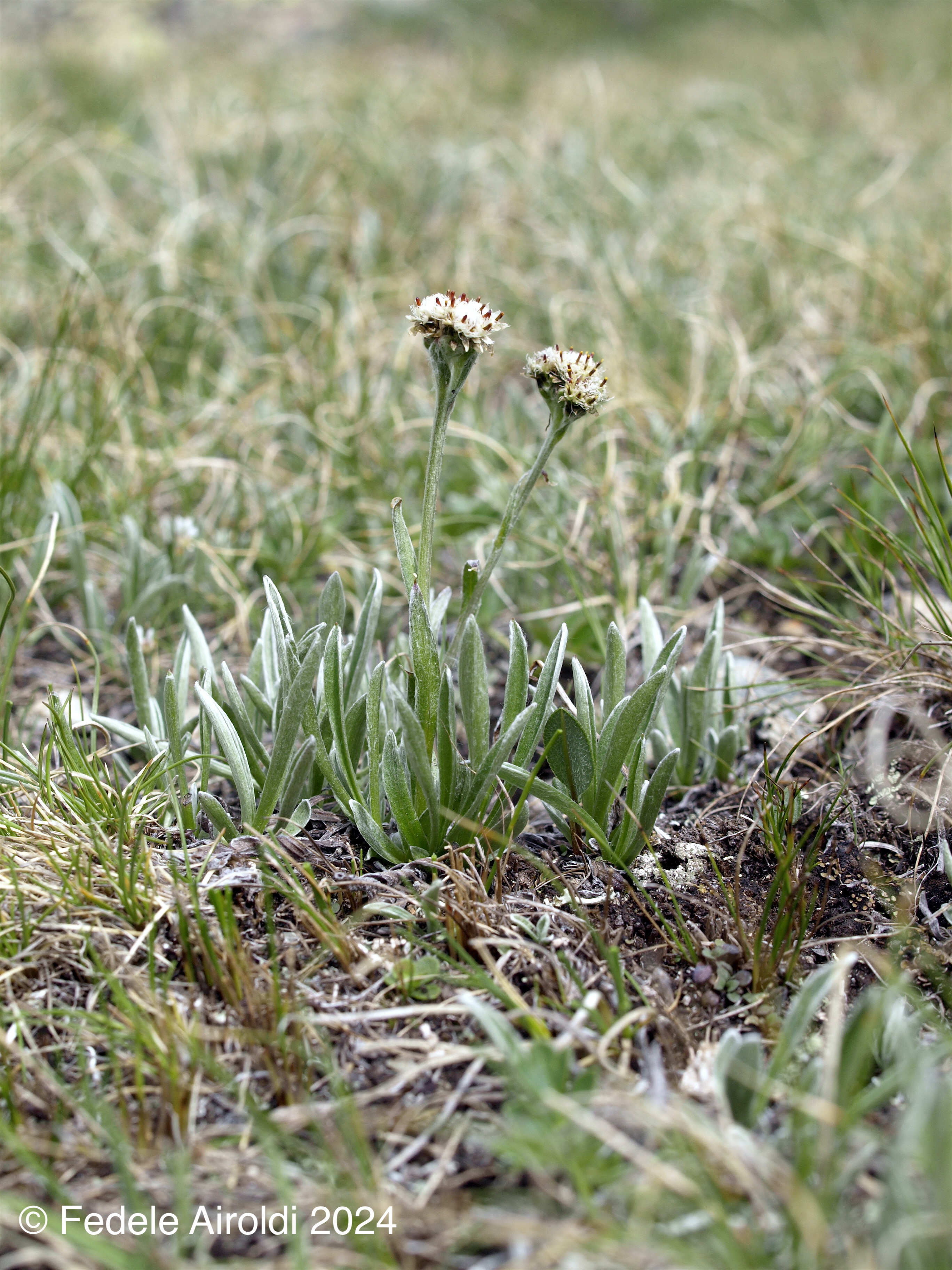 Image of Antennaria carpatica (Wahlenb.) Bluff & Fingerh. & Antennaria dioica (L.) Gaertn.