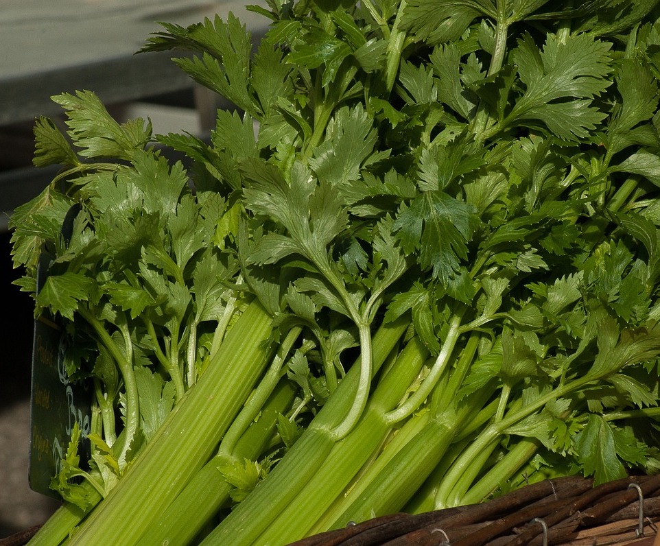 Image of Apium graveolens L.