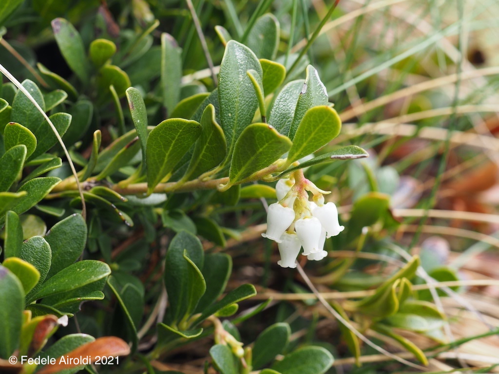 Image of Arctostaphylos uva-ursi (L.) Spreng.