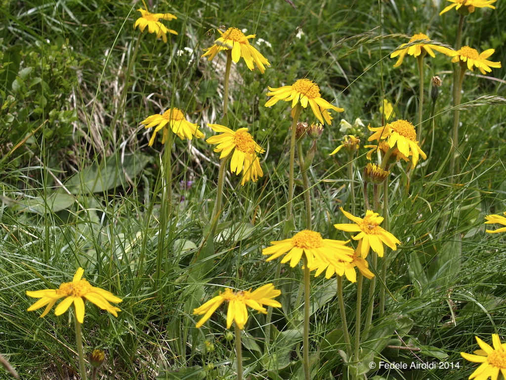 Image of Arnica montana L.