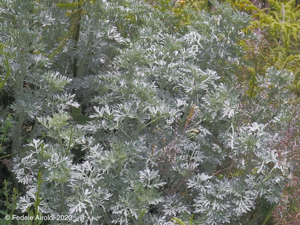 Image of Artemisia absinthium L.