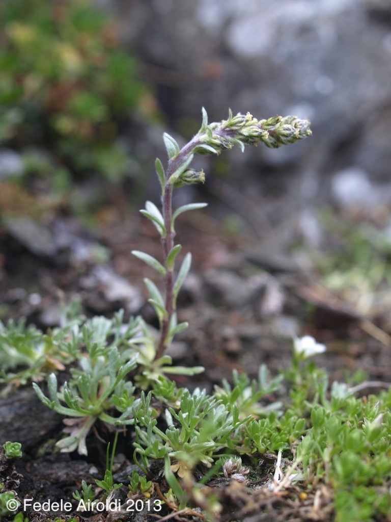 Image of Artemisia genipi Stechm.