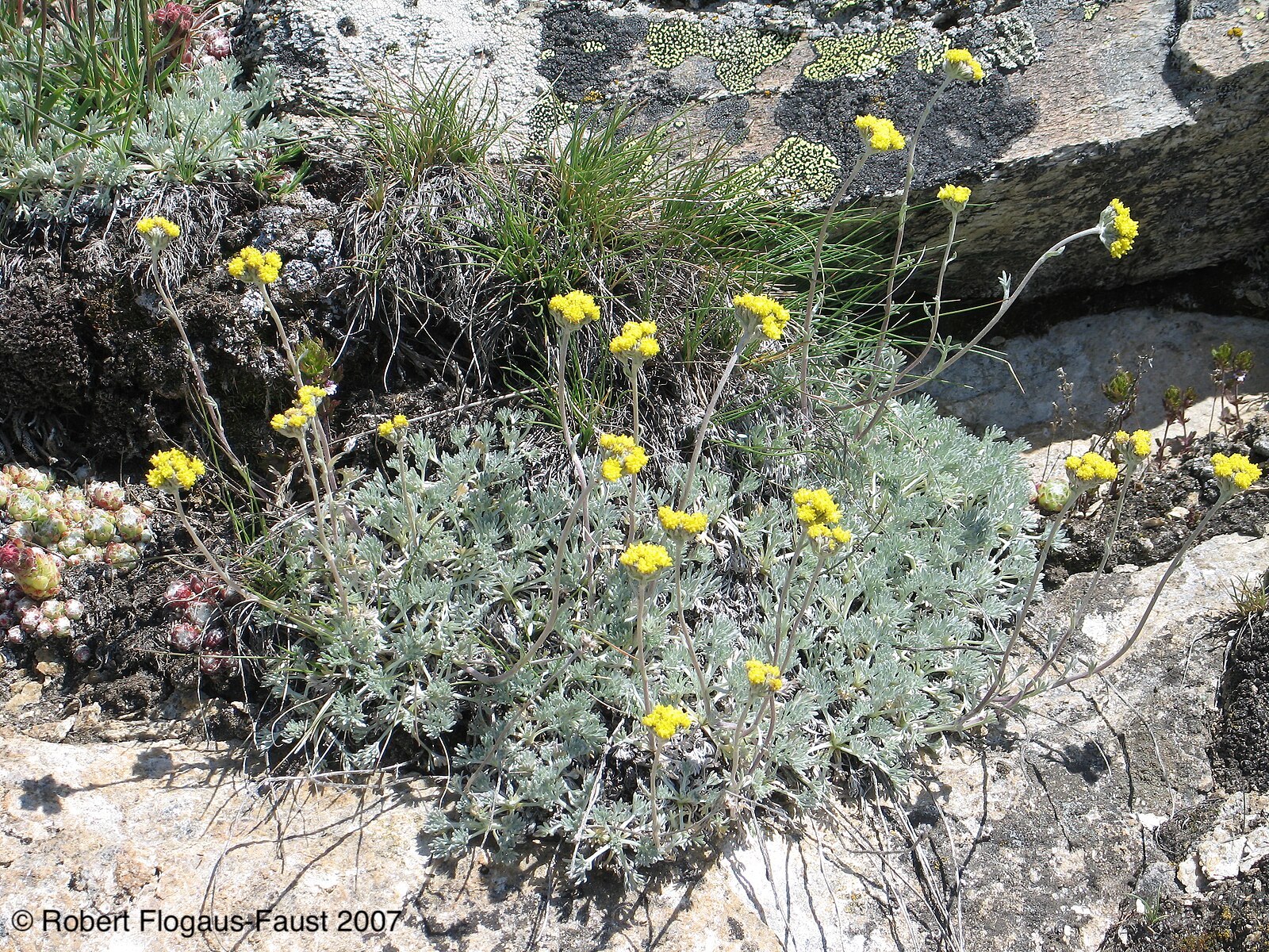 Image of Artemisia glacialis L.