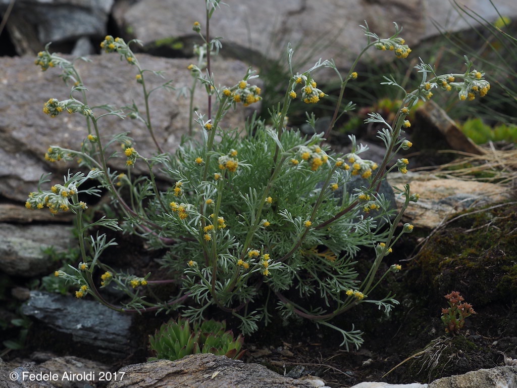 Image of Artemisia umbelliformis Lam.