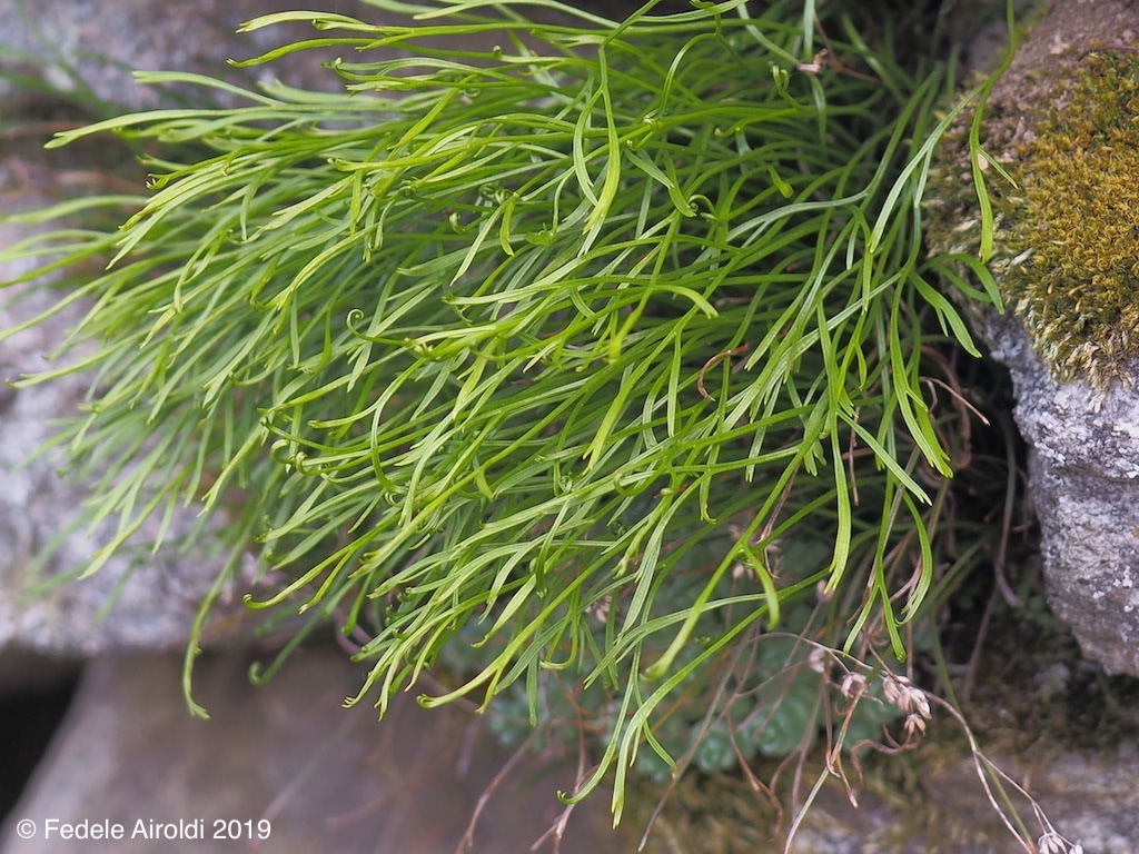 Image of Asplenium septentrionale (L.) Hoffm.
