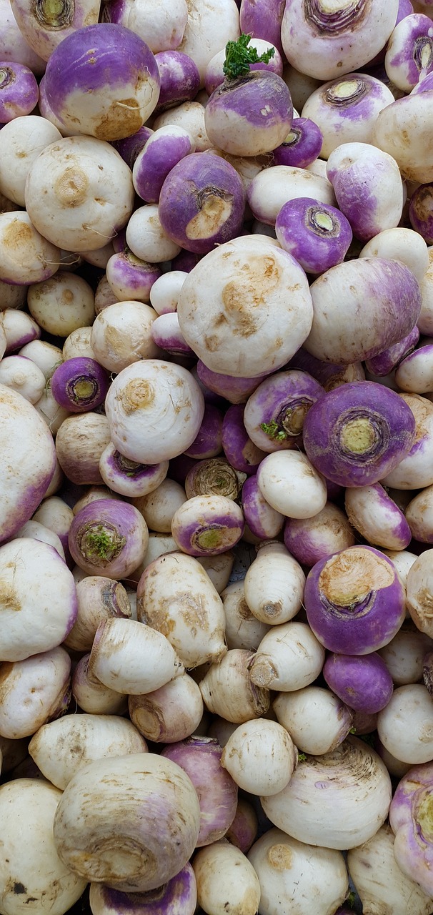 Image of Brassica rapa L.