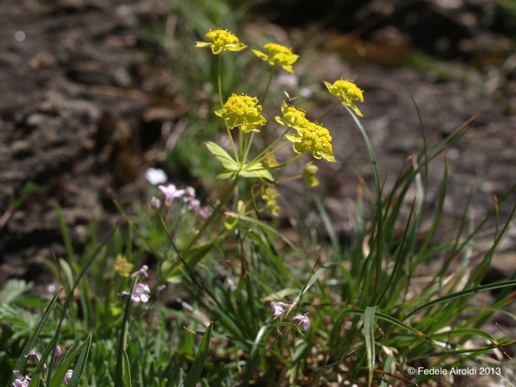 Image of Bupleurum ranunculoides L.