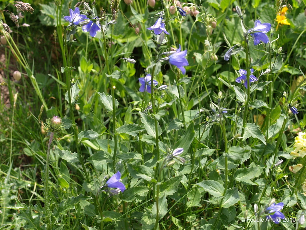 Image of Campanula rhomboidalis L.