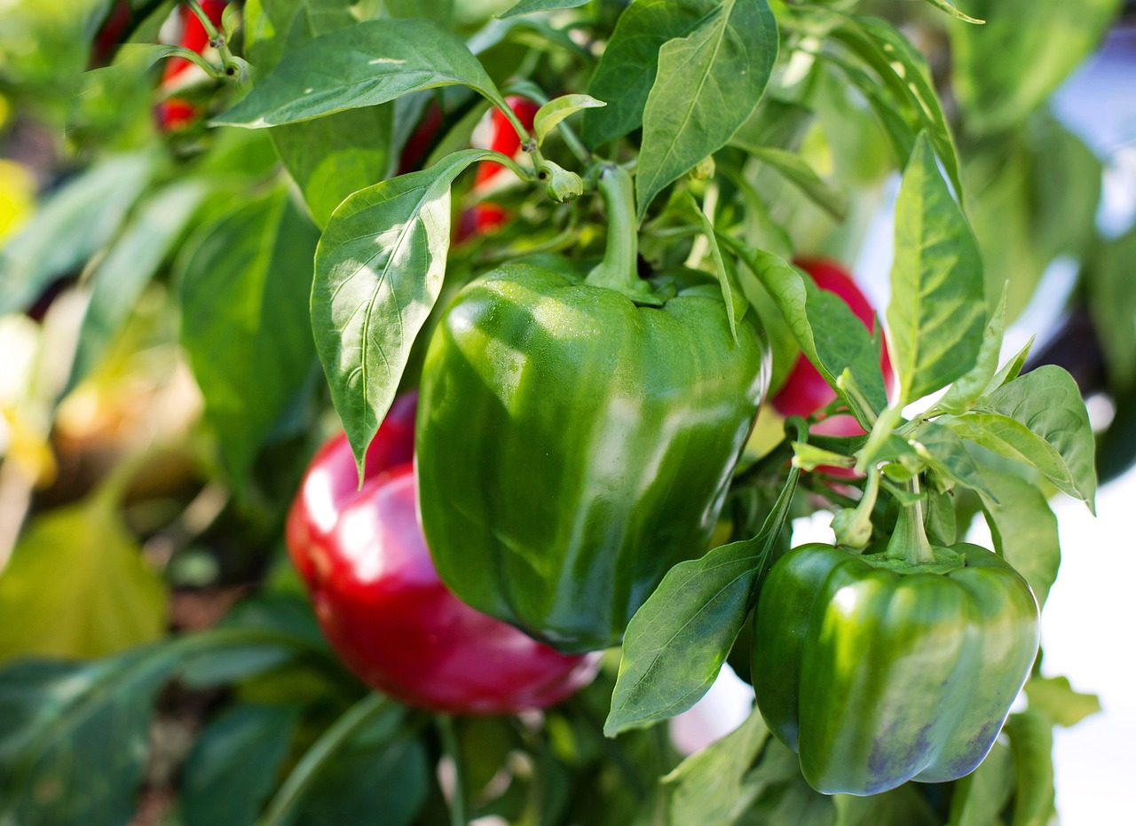 Image of Capsicum annuum L.