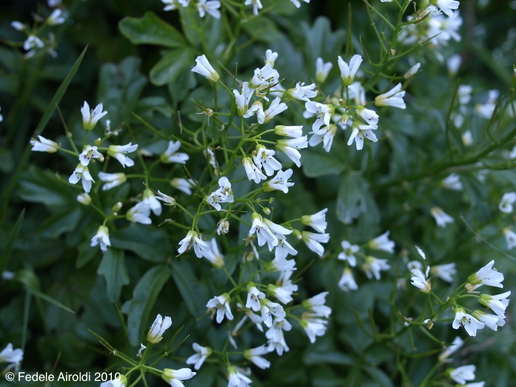 Image of Cardamine amara L.