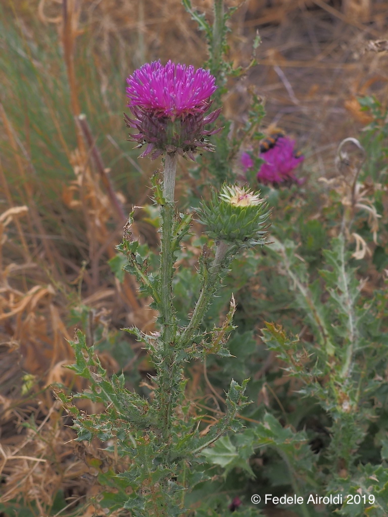 Image of Carduus nutans L.