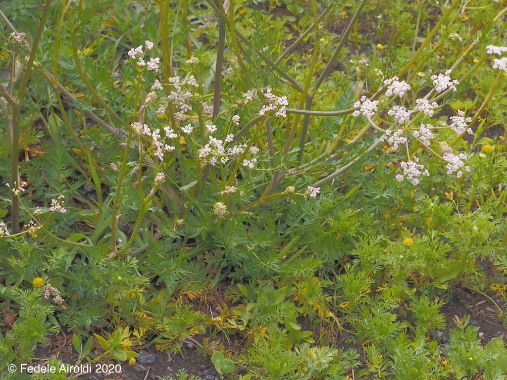 Image of Carum carvi L.