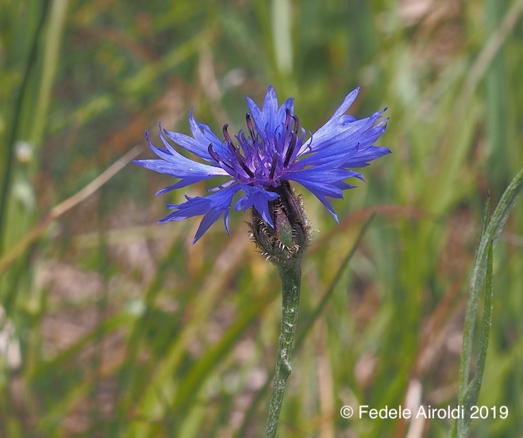 Image of Centaurea cyanus L.