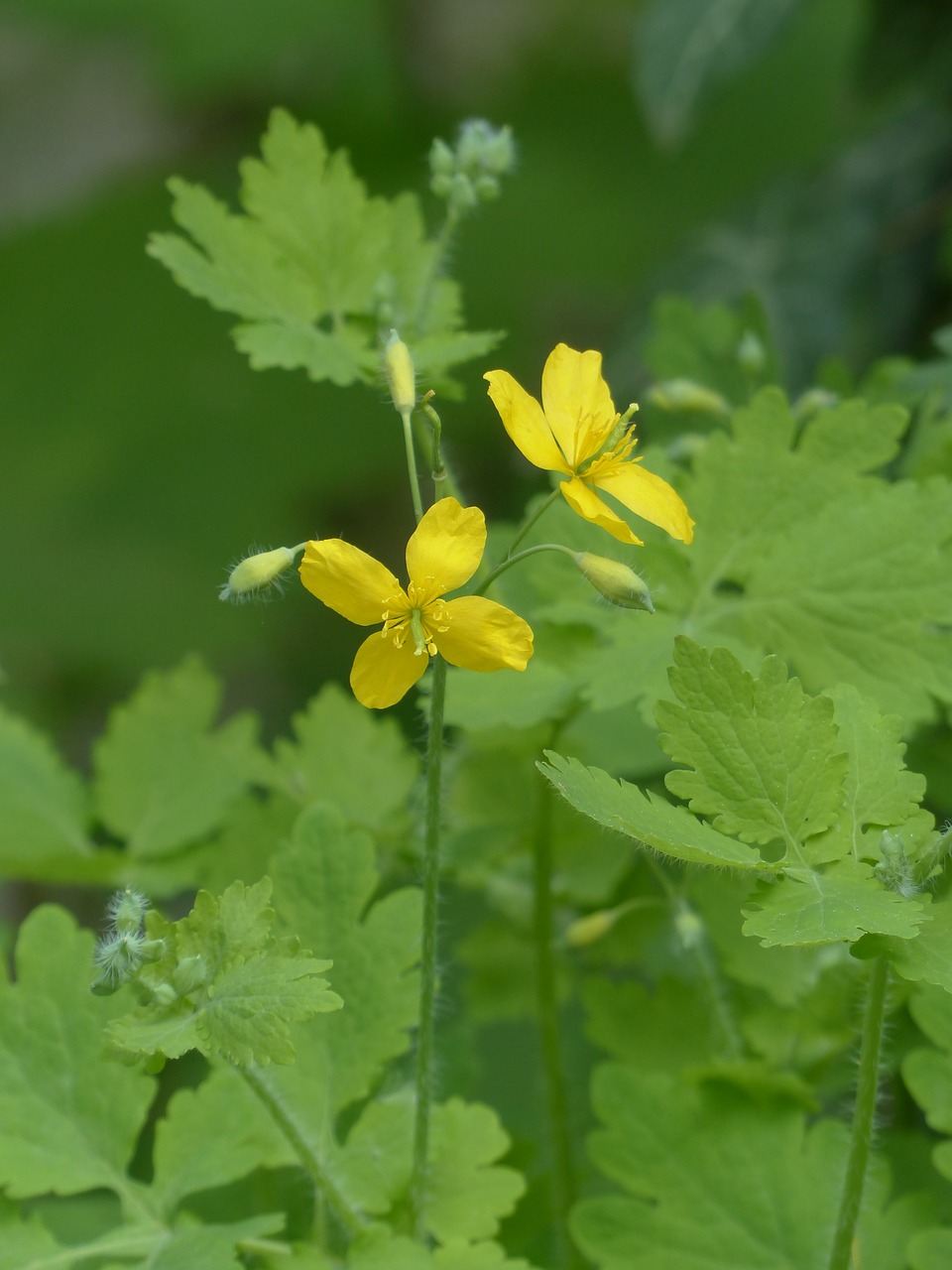 Image of Chelidonium majus L.