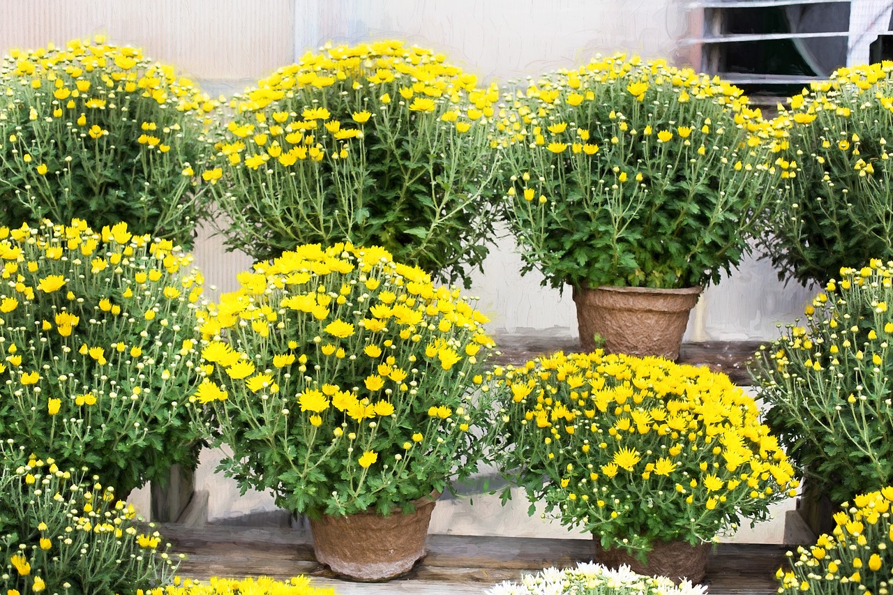 Image of Chrysanthemum indicum L.