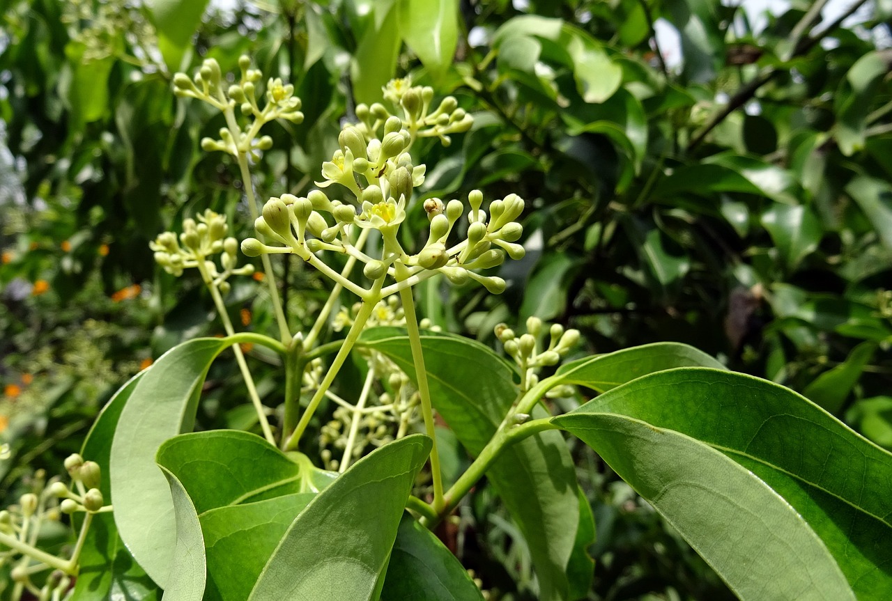 Image of Cinnamomum verum J.Presl