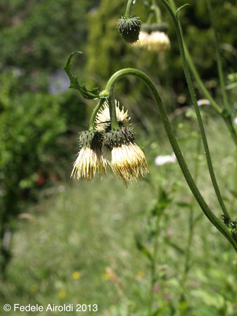 Image of Cirsium erisithales (Jacq.) Scop.