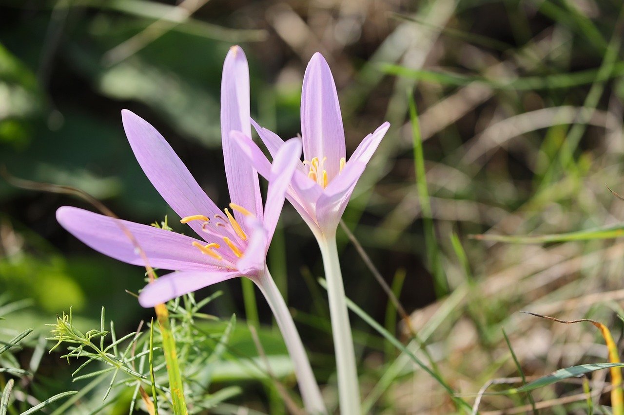 Image of Colchicum alpinum DC.
