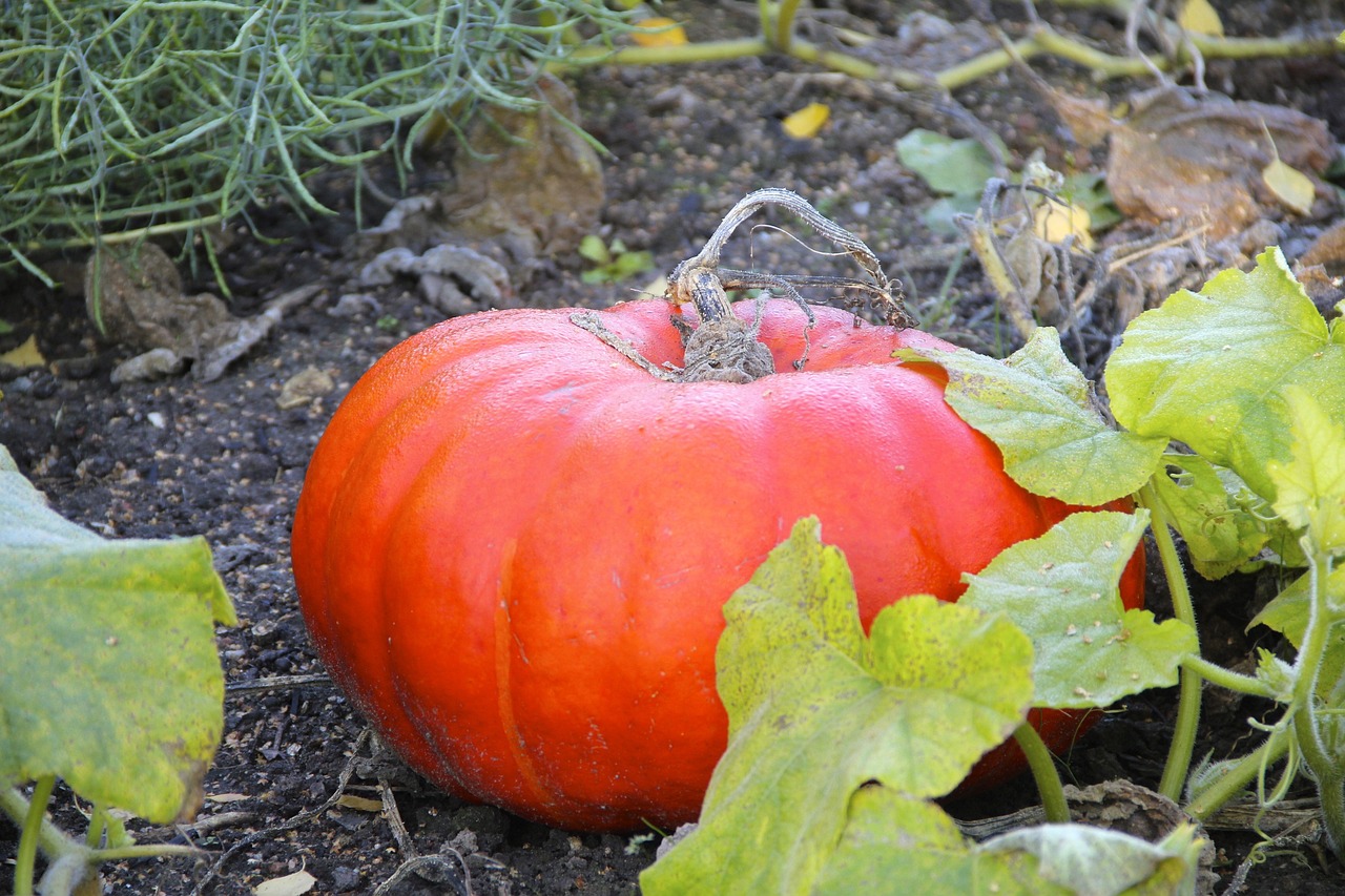 Image of Cucurbita maxima Duchesne
