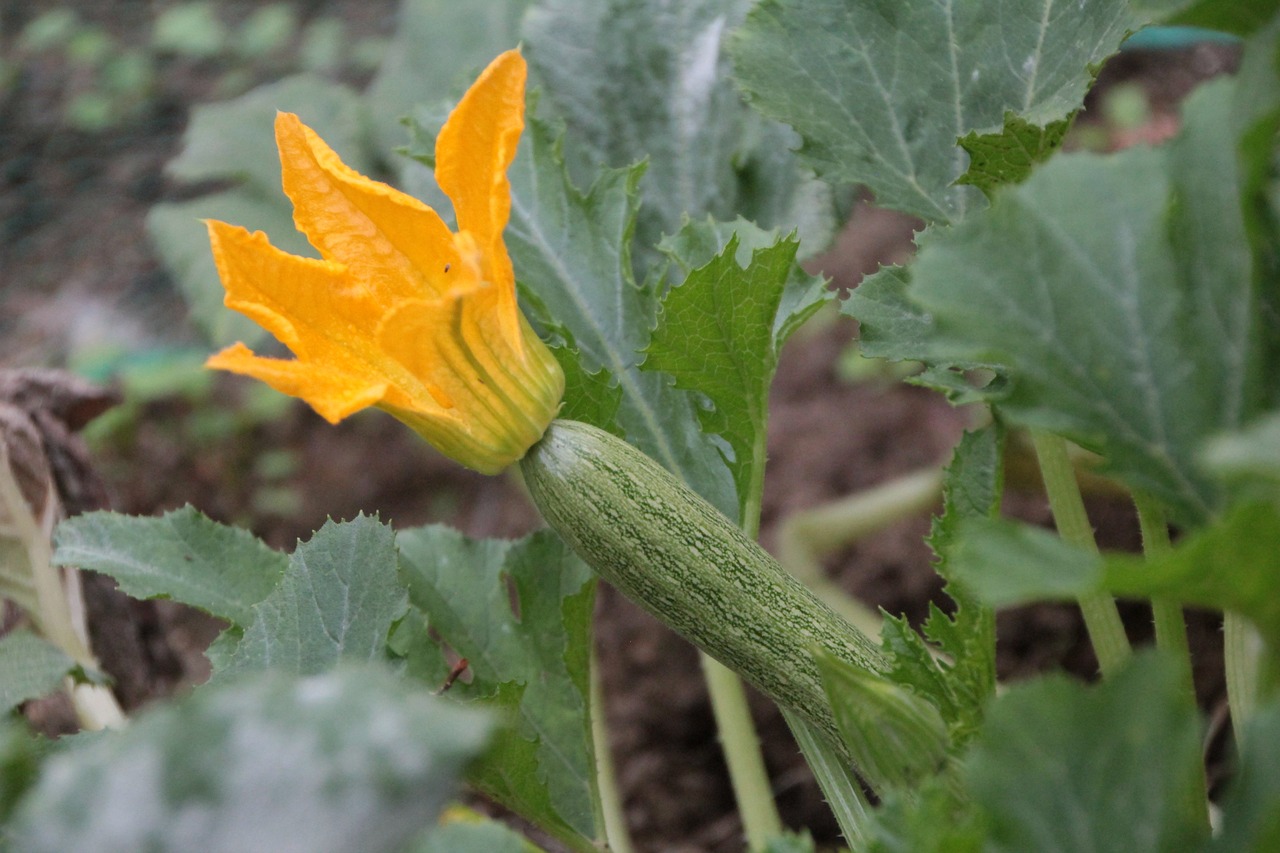 Image of Cucurbita pepo L.