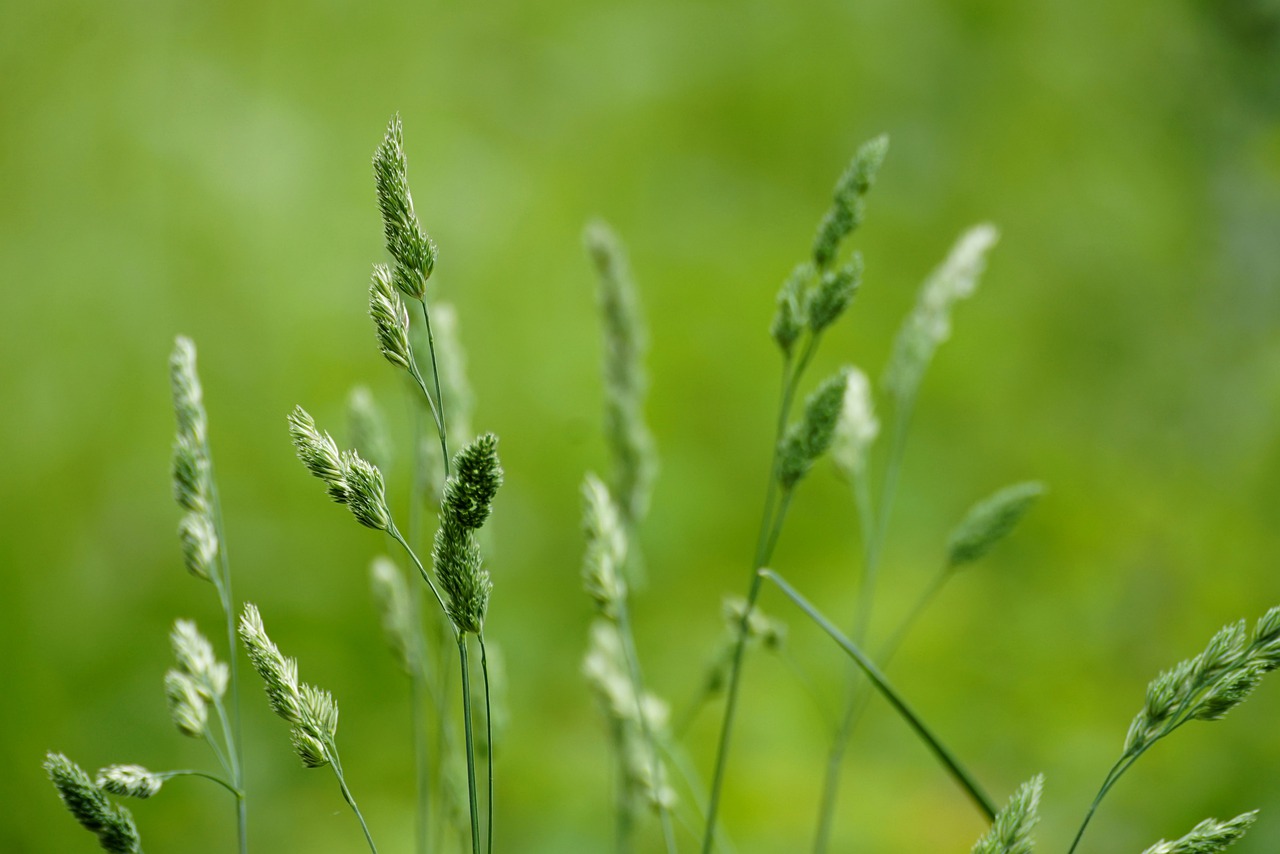 Image of Dactylis glomerata L.