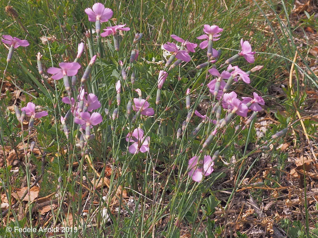 Image of Dianthus sylvestris Wulfen