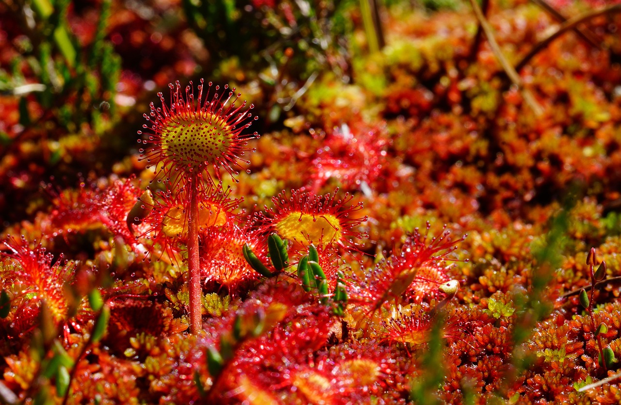 Image of Drosera rotundifolia L. & Drosera anglica Huds.