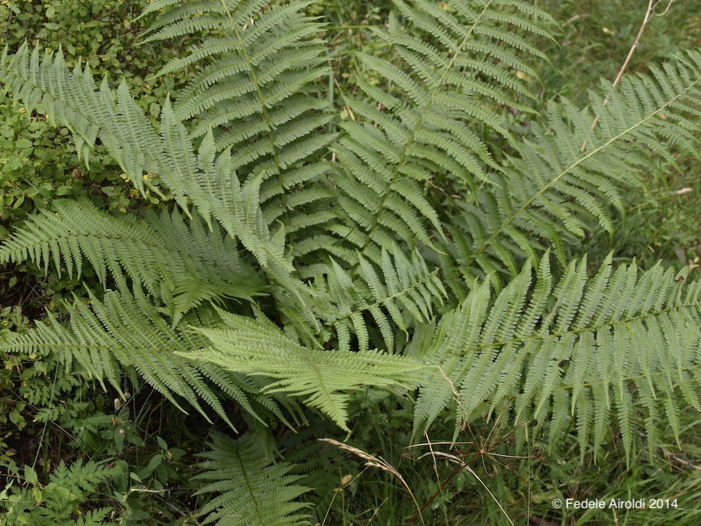 Image of Dryopteris filix-mas (L.) Schott