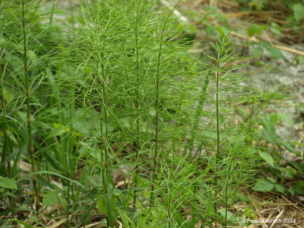Image of Equisetum arvense L. & Equisetum palustre L.