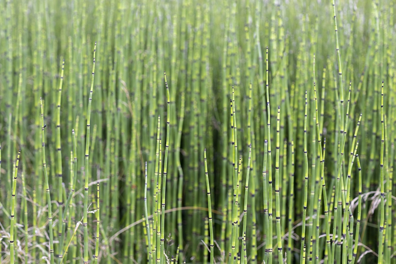 Image of Equisetum hyemale L.