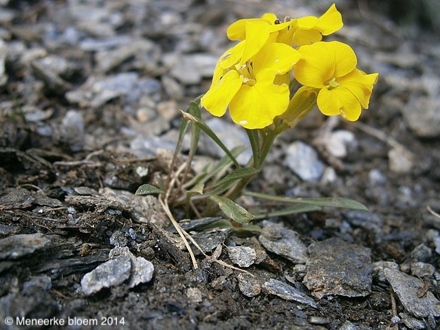 Image of Erysimum jugicola Jord.