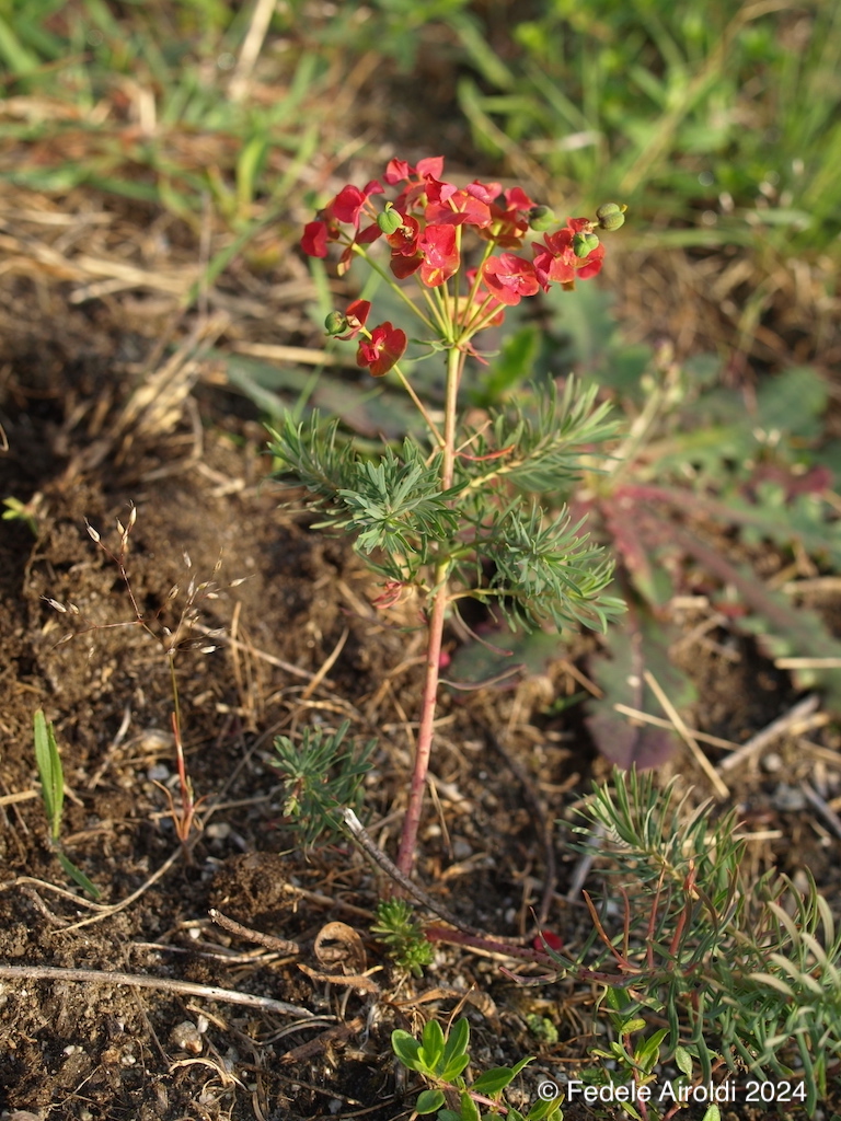 Image of Euphorbia cyparissias L.