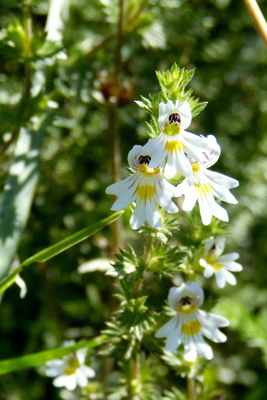 Image of Euphrasia officinalis subsp. pratensis Fr.