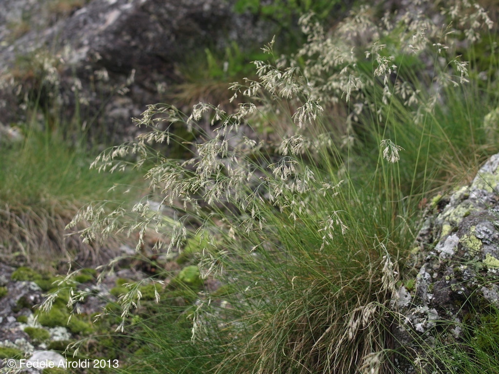 Image of Festuca varia Haenke