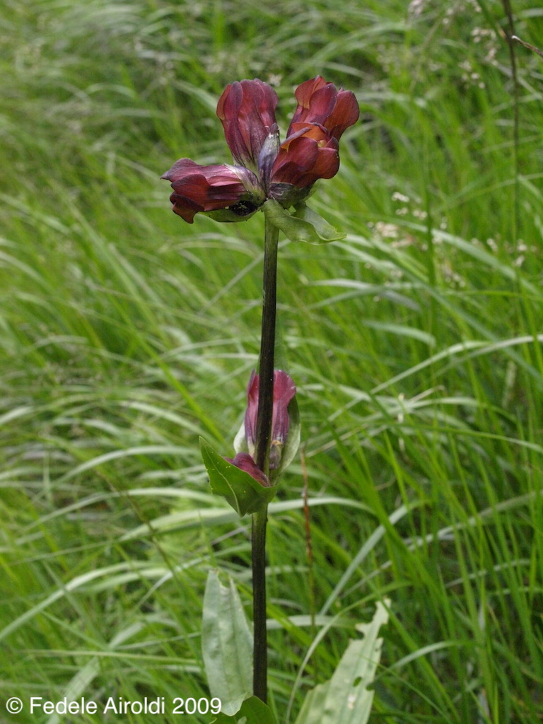 Image of Gentiana purpurea L.