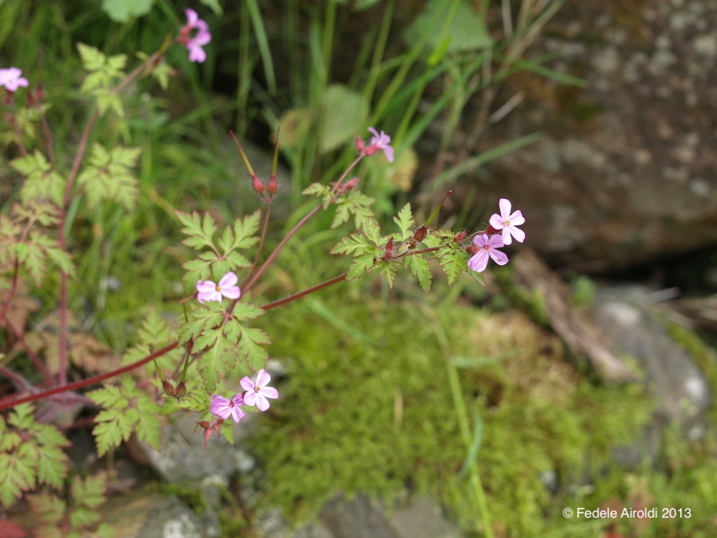 Image of Geranium robertianum L.