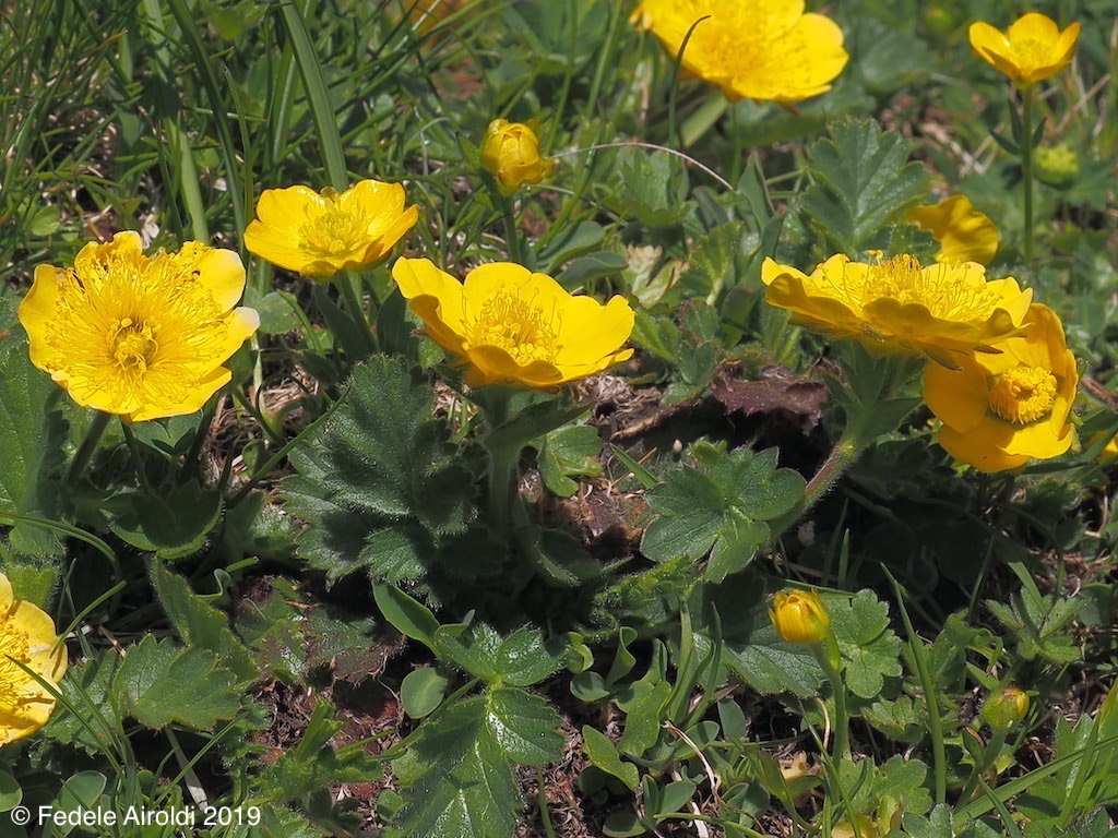 Image of Geum montanum L.