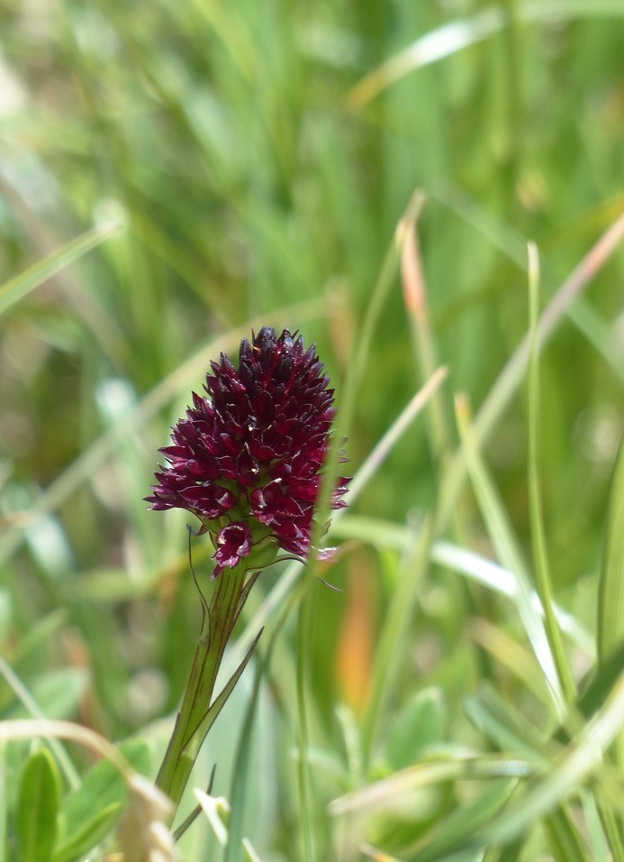 Image of Nigritella rhellicani - Gymnadenia nigra (L.) Rchb.f.