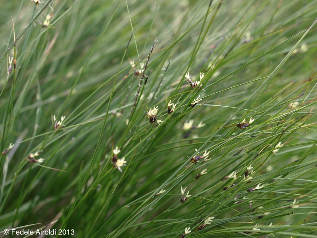 Image of Juncus trifidus - Oreojuncus trifidus (L.) Záv.Drábk. & Kirschner