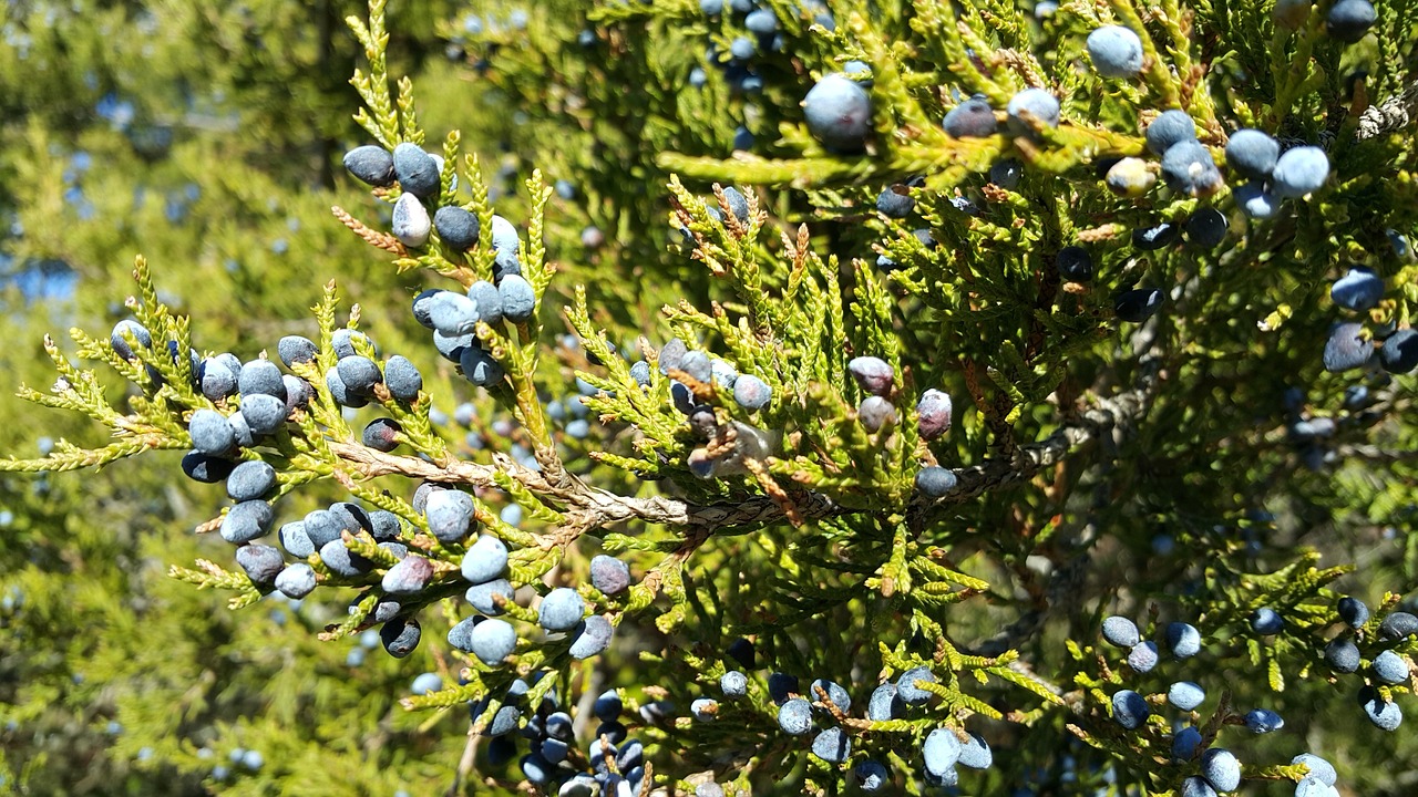 Image of Juniperus sabina L.
