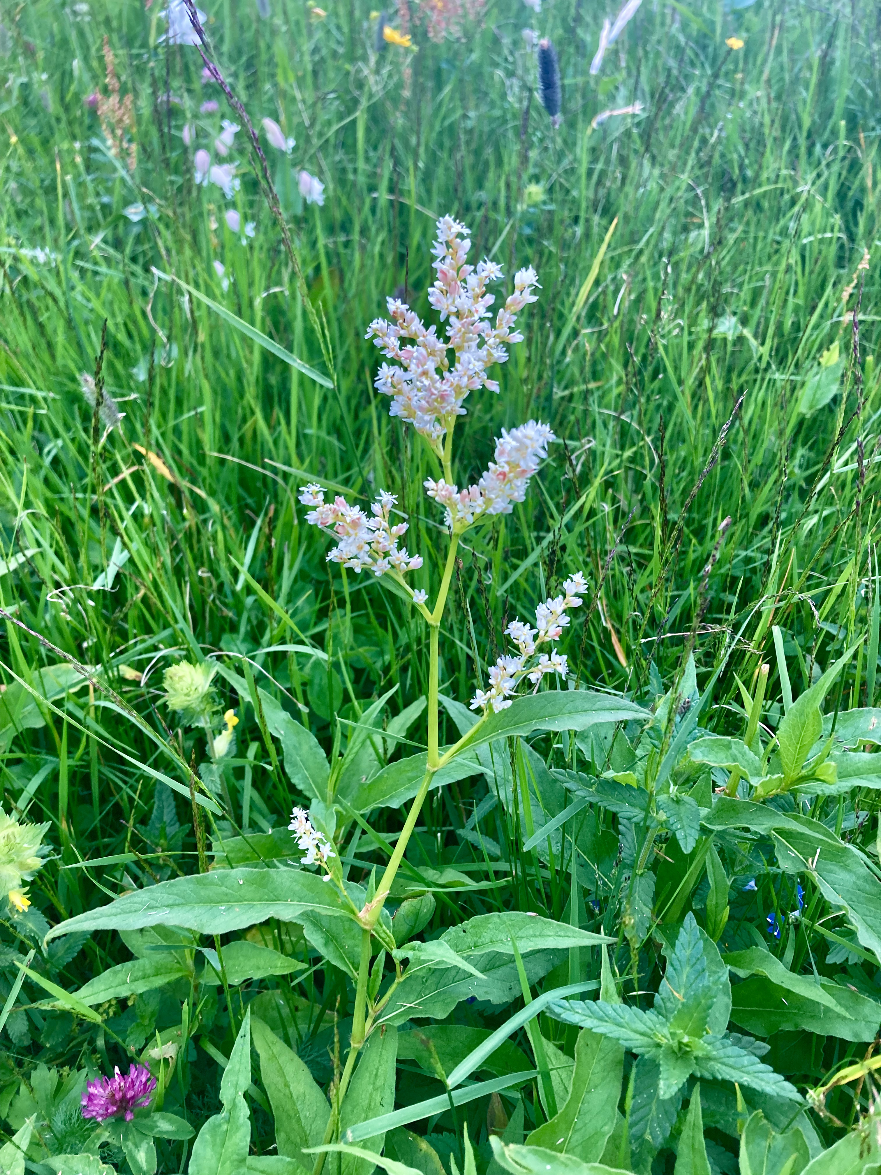 Image of Polygonum alpinum - Koenigia alpina (All.) T.M.Schust. & Reveal