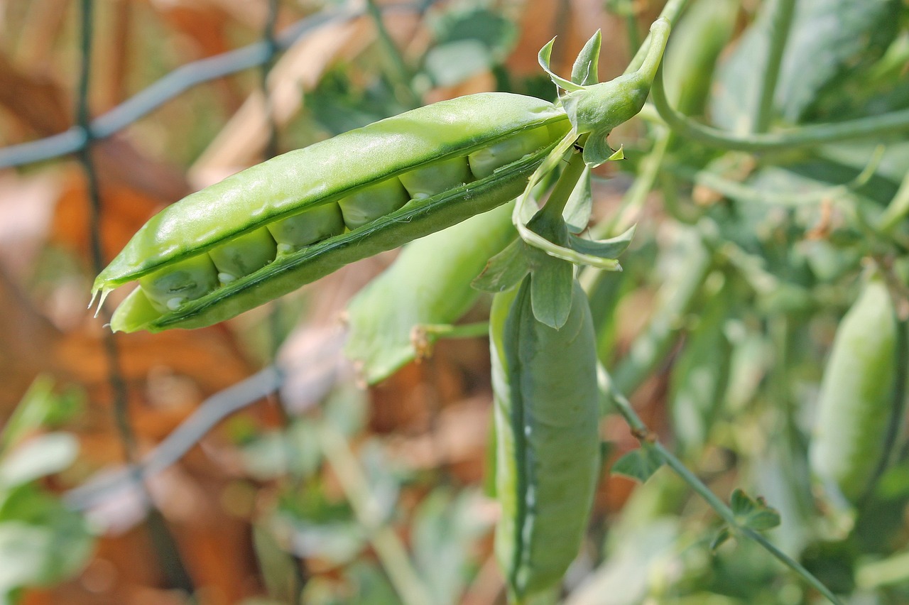Image of Lathyrus oleraceus Lam.