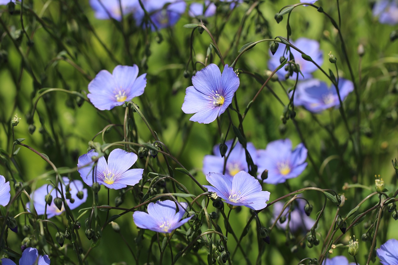 Image of Linum usitatissimum L.